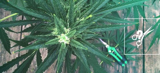 Kuinka leikata kannabiskasvia oikein