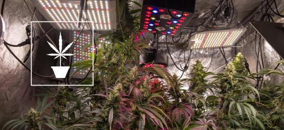 Yksinkertaiset vinkit parempaan kannabiksen kasvatukseen