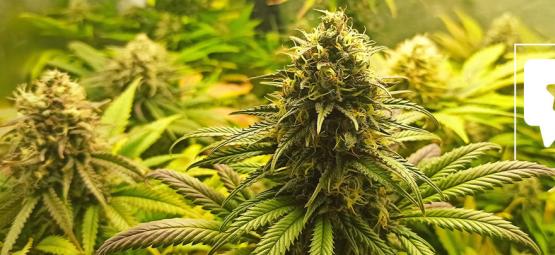 Lajikearvostelu: Super Critical