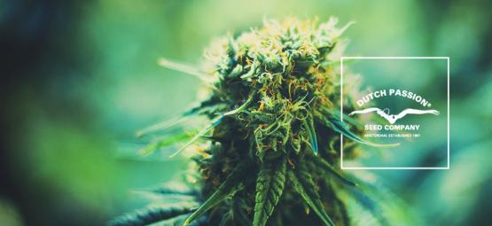 Tutustu Dutch Passioniin: katsaus heidän suosituimpiin kannabislajikkeisiinsa