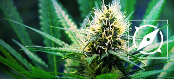 OG Kush -kannabiksen alkuperä