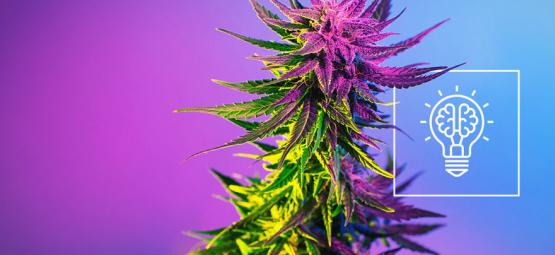 Lisääkö kannabis luovuutta?