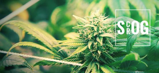ScrOG vs. SOG: kumpi sopii sinulle?