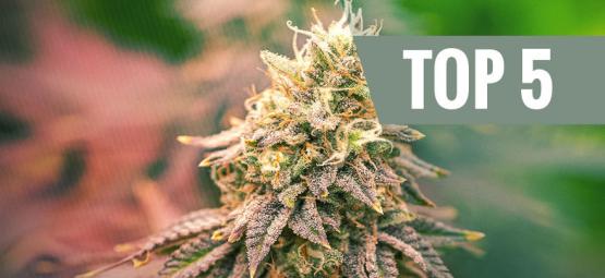 Top 5 indica-lajiketta vuodelle 2026