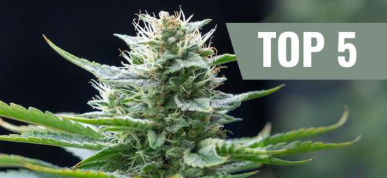 Top 5 sativa-kannabislajikkeet vuodelle 2026