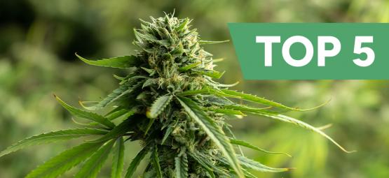 Top 5 korkean CBD:n kannabislajikkeet