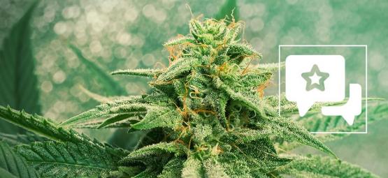 Lajikearvio: Blue Dream