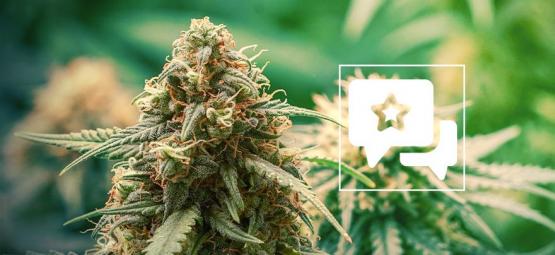 Master Kush: Kannabislajikkeen arvio ja tiedot