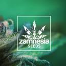 Uusi Zamnesia-lajike: Auto Purple CousKush