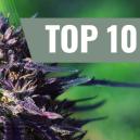 Top 10 purple kannabislajikkeet [2026]