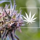Mik&auml; on kannabislajike?