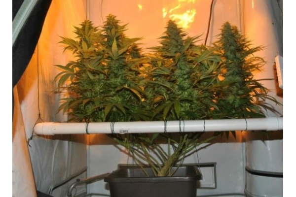 Amnesia Haze (Royal Queen Seeds) Feminisoidut