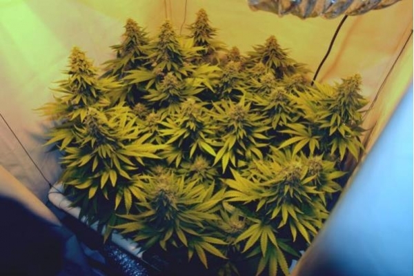 Amnesia Haze (Royal Queen Seeds) Feminisoidut