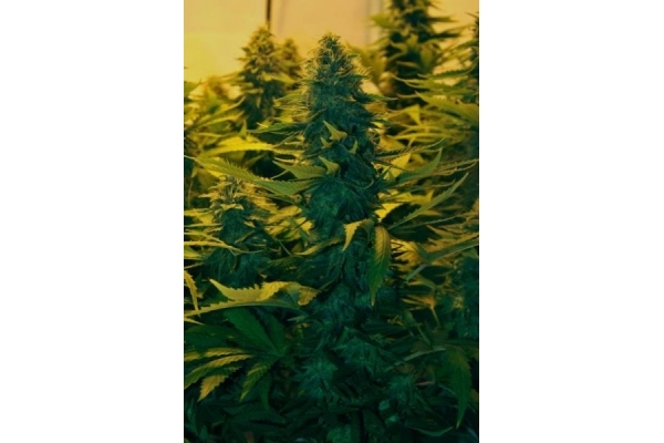 Amnesia Haze (Royal Queen Seeds) Feminisoidut