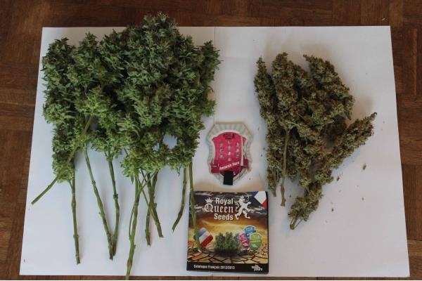 Amnesia Haze (Royal Queen Seeds) Feminisoidut