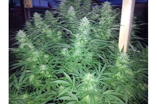 Amnesia Haze (Royal Queen Seeds) Feminisoidut