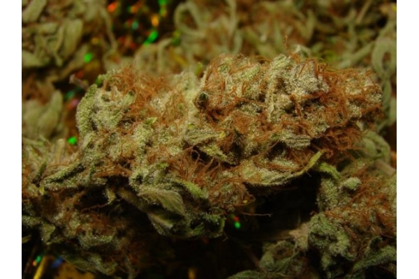Amnesia Haze (Royal Queen Seeds) Feminisoidut