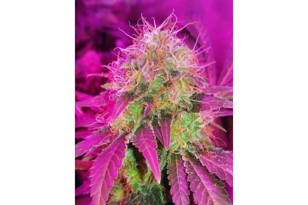 White Widow (Royal Queen Seeds) Feminisoidut