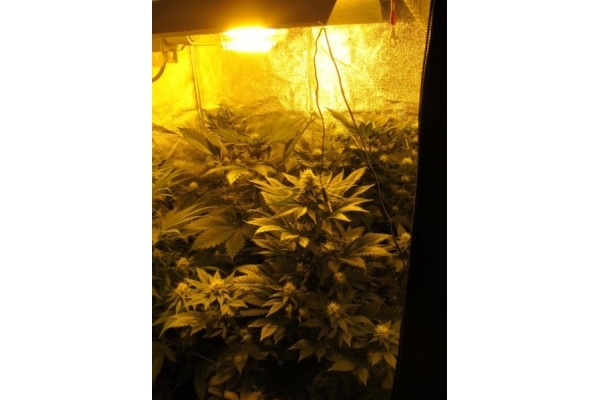 White Widow (Royal Queen Seeds) Feminisoidut