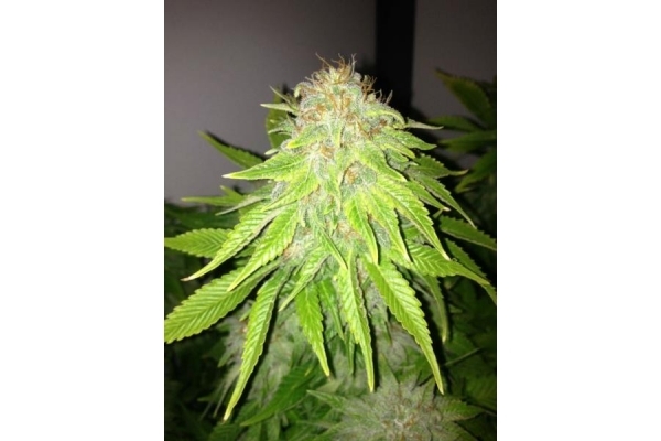 White Widow (Royal Queen Seeds) Feminisoidut