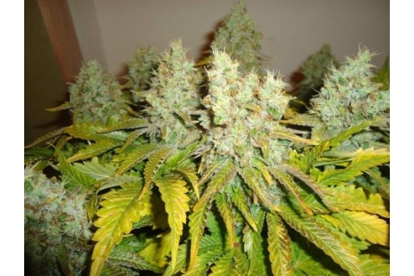 White Widow (Royal Queen Seeds) Feminisoidut