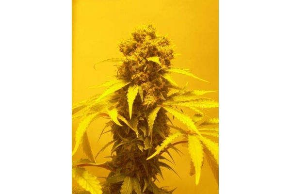 White Widow (Royal Queen Seeds) Feminisoidut