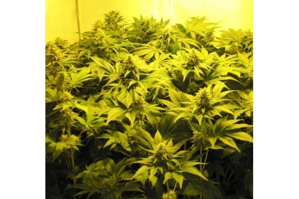 White Widow (Royal Queen Seeds) Feminisoidut