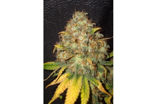 Ice (Royal Queen Seeds) Feminisoidut