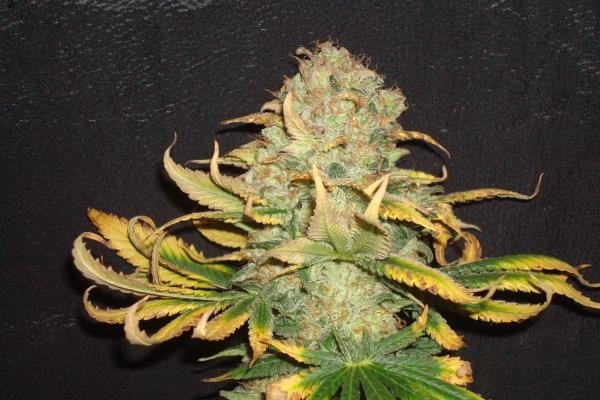 Ice (Royal Queen Seeds) Feminisoidut