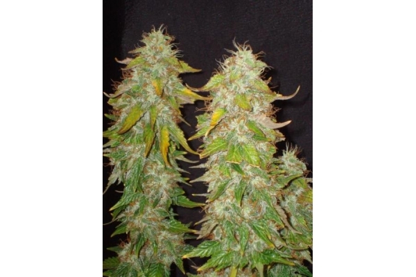Ice (Royal Queen Seeds) Feminisoidut