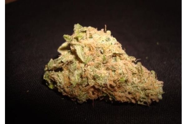 Ice (Royal Queen Seeds) Feminisoidut