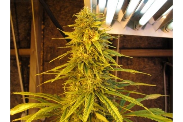 Ice (Royal Queen Seeds) Feminisoidut