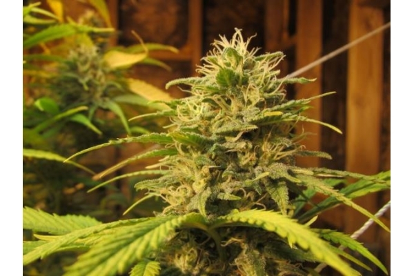 Ice (Royal Queen Seeds) Feminisoidut