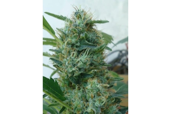 Fruit Spirit (Royal Queen Seeds) Feminisoidut Fruit Spirit (Royal Queen Seeds) Feminisoidut