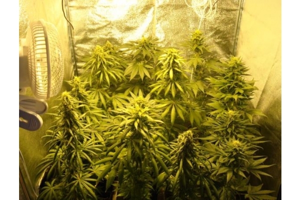 Fruit Spirit (Royal Queen Seeds) Feminisoidut