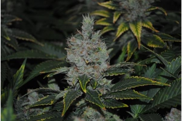Fruit Spirit (Royal Queen Seeds) Feminisoidut