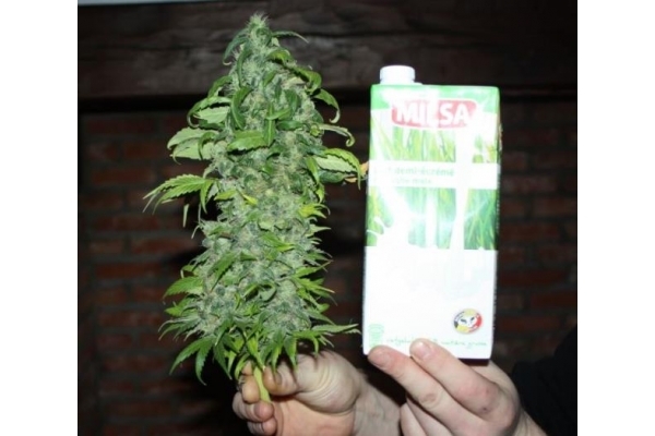 Fruit Spirit (Royal Queen Seeds) Feminisoidut