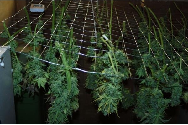 Fruit Spirit (Royal Queen Seeds) Feminisoidut