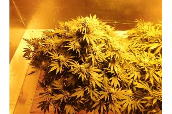 Fruit Spirit (Royal Queen Seeds) Feminisoidut Fruit Spirit (Royal Queen Seeds) Feminisoidut