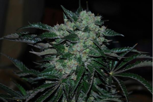 Power Flower (Royal Queen Seeds) Feminisoidut Power Flower (Royal Queen Seeds) Feminisoidut