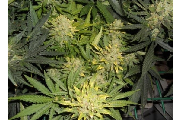 Power Flower (Royal Queen Seeds) Feminisoidut