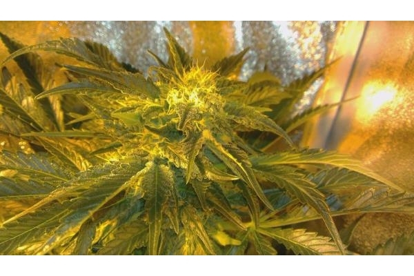 Power Flower (Royal Queen Seeds) Feminisoidut