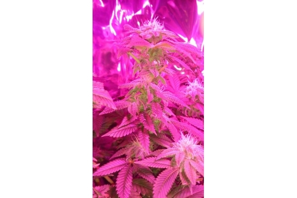 Power Flower (Royal Queen Seeds) Feminisoidut Power Flower (Royal Queen Seeds) Feminisoidut