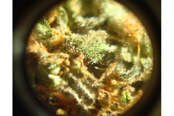 Power Flower (Royal Queen Seeds) Feminisoidut