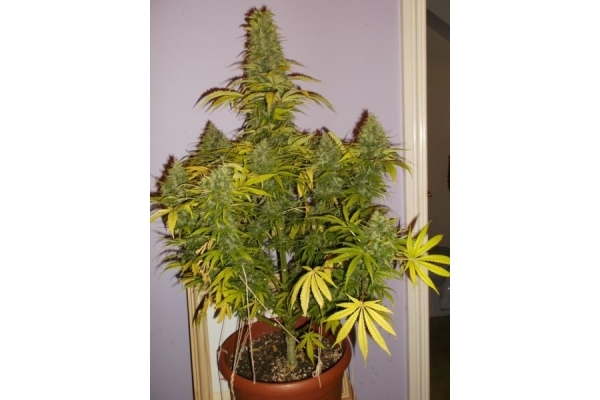 Shining Silver Haze (Royal Queen Seeds) Feminisoidut Shining Silver Haze (Royal Queen Seeds) Feminisoidut