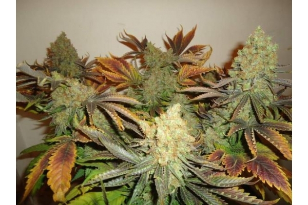 Shining Silver Haze (Royal Queen Seeds) Feminisoidut