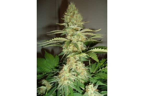 Shining Silver Haze (Royal Queen Seeds) Feminisoidut