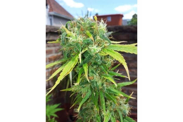 Shining Silver Haze (Royal Queen Seeds) Feminisoidut Shining Silver Haze (Royal Queen Seeds) Feminisoidut
