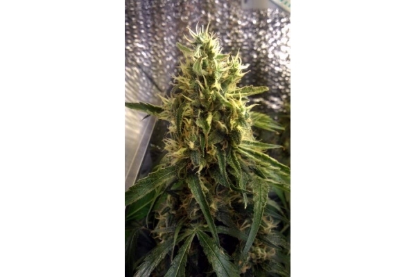 Shining Silver Haze (Royal Queen Seeds) Feminisoidut Shining Silver Haze (Royal Queen Seeds) Feminisoidut