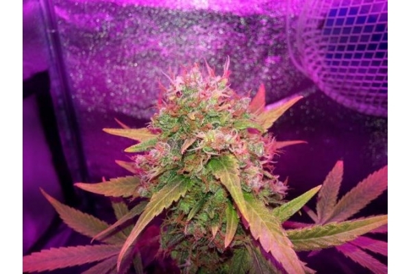 Shining Silver Haze (Royal Queen Seeds) Feminisoidut Shining Silver Haze (Royal Queen Seeds) Feminisoidut